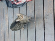 Cat on a deck