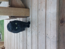 Black cat on a wooden deck